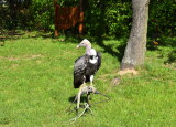 DSC_0450.JPG