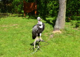DSC_0451.JPG