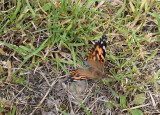 DSC_0417.JPG