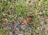 DSC_0416.JPG